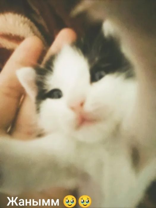 Маленький котёнок мальчик 2 месяц