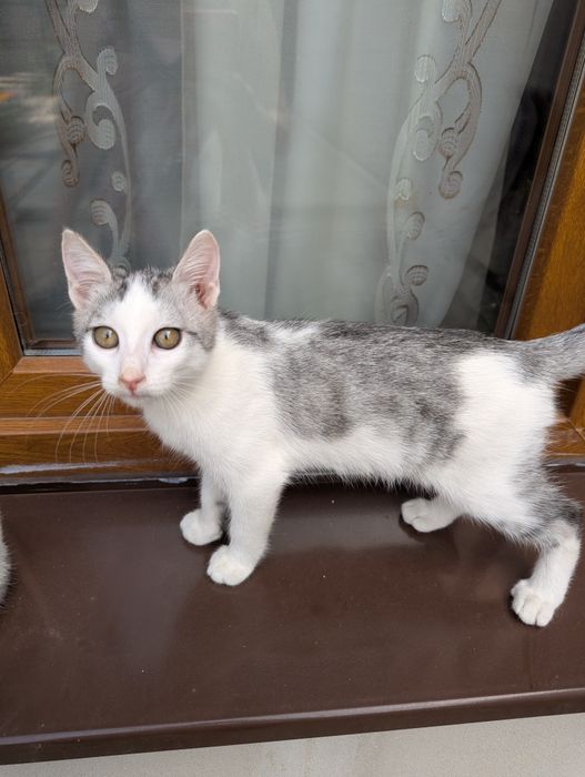 Donatii pisica cu doi pisoi