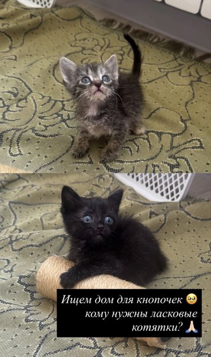 бесплатно кошки!