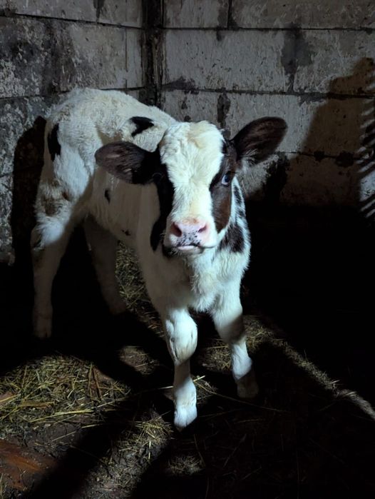 Vând vițea albastru belgian