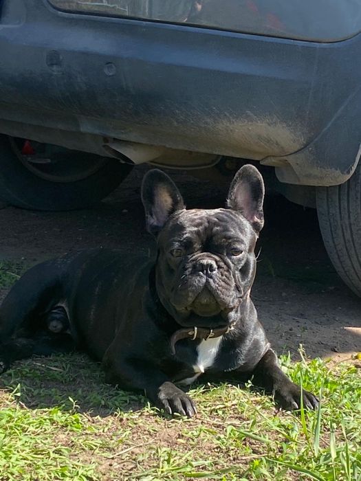 Щенки французкого бульдога