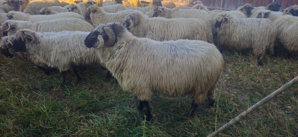 Oi de vanzare -Neamt