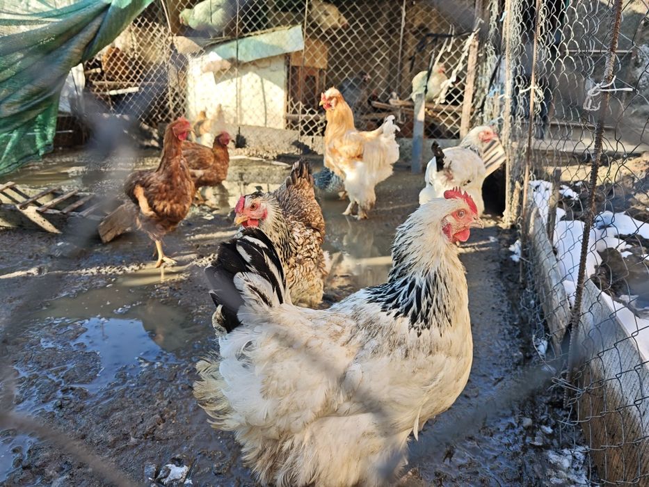 Пилета, кокошки, петли за продан! Цена от 25лв