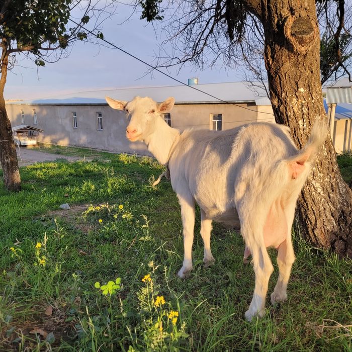 Заанен ешкі сатылады