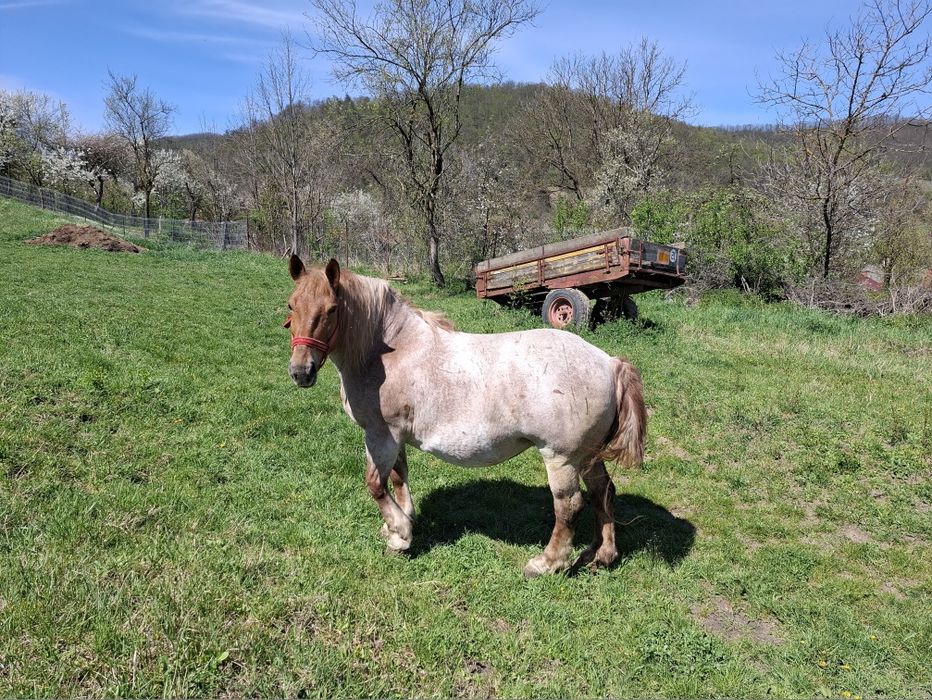 Vând manz si iapa