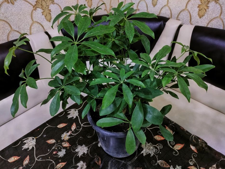 Комнатные растения. есть доставка