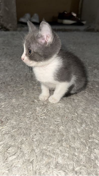 Отдам в хорошие руки