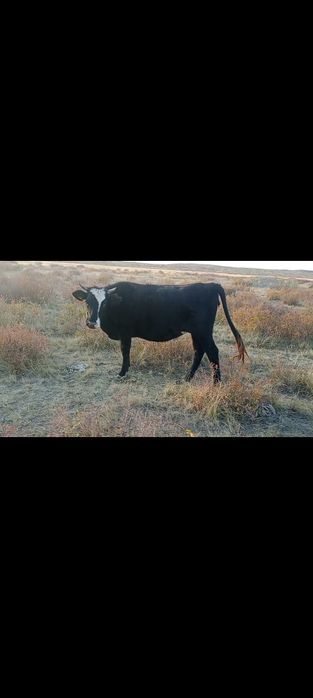 Продам 5 голов крс