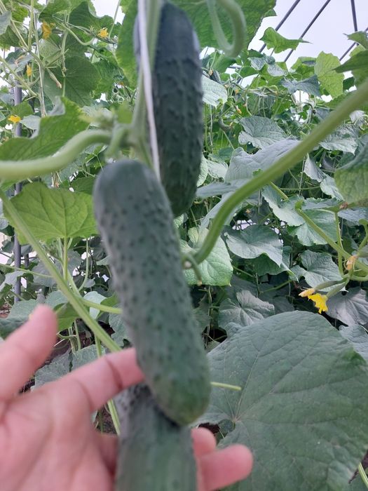 Продается теплица