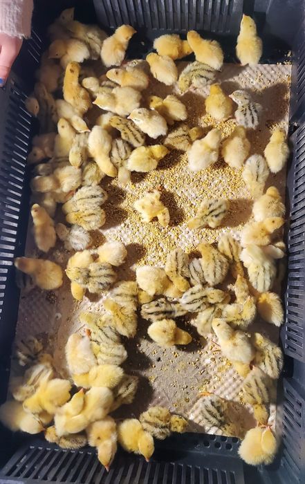 Pui prepelita Giganta Polara , Tupfer ,jumbo gold