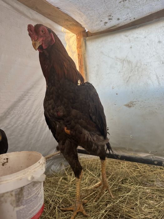 Продам туляка на семена