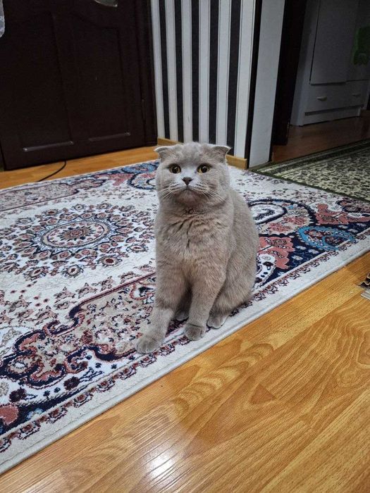 Zotdor mushuk spokoyniy