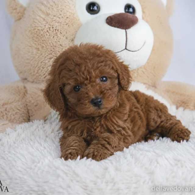 Pudel/Poodle Toy/Mini roșcat de vânzare – Linie valoroasă