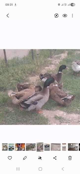 продам утят Башкирская порода