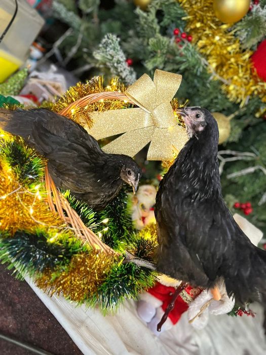 Vând Oua și Puișori de Australorp