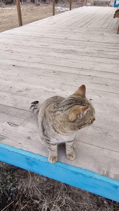 Очень ласковый котик, молоденький