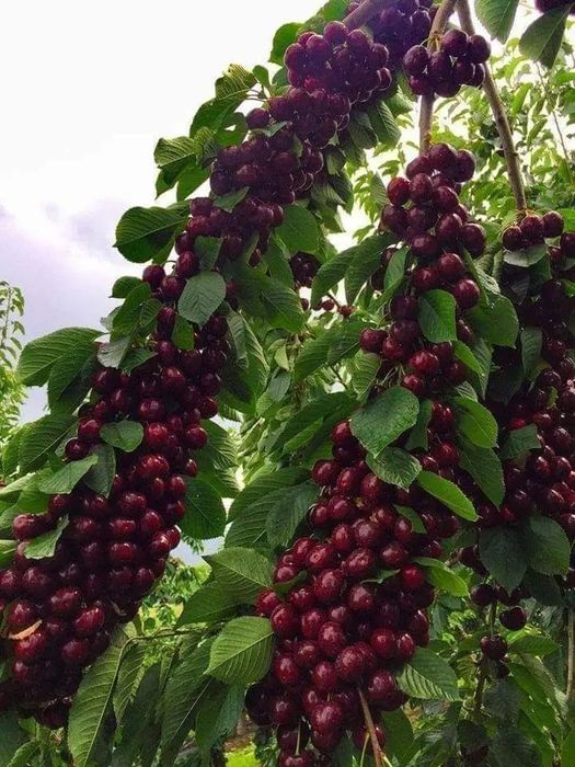 Pomi fructiferi columnari pe rod