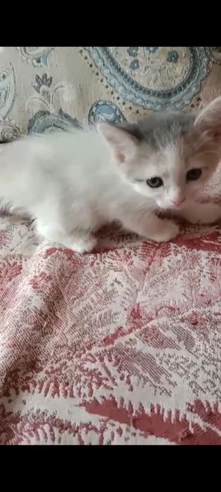 Отдам в добрые руки