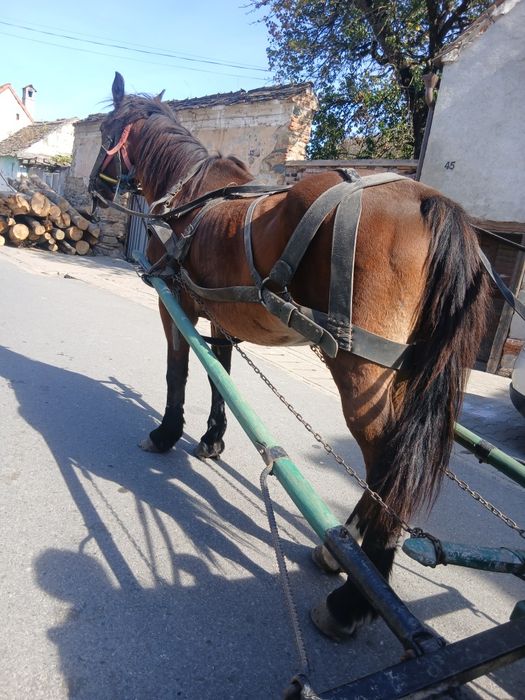 Iapa de 8 ani de vinzare