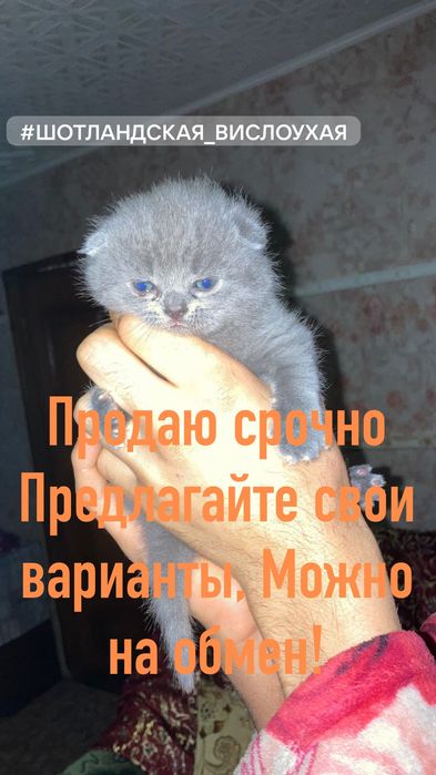 Британцы и .шотландцы