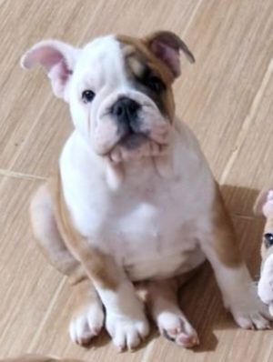 Щенки английского бульдога