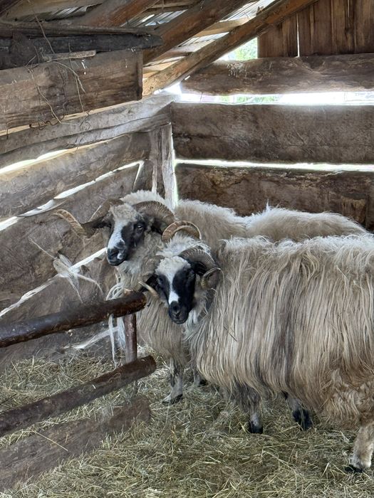 Vand berbec mai multe detalii in privat