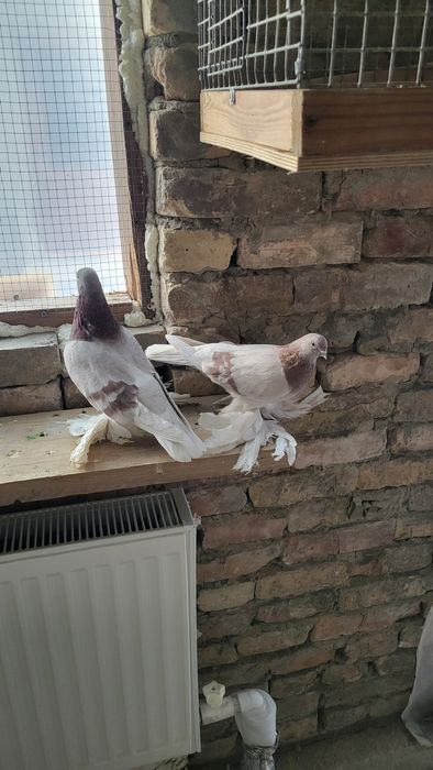 Бир пара сирен кабутар сотилади