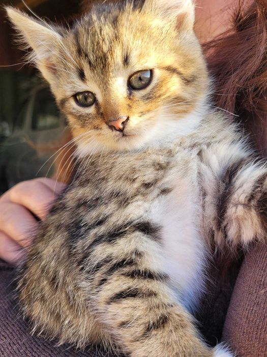 Pui de pisica motanel