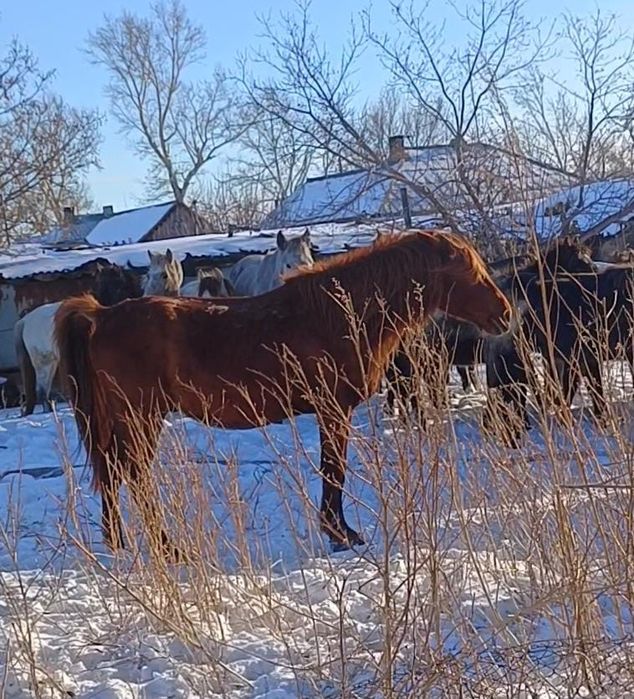 Айғыр 7 жасар Қостанай қанды