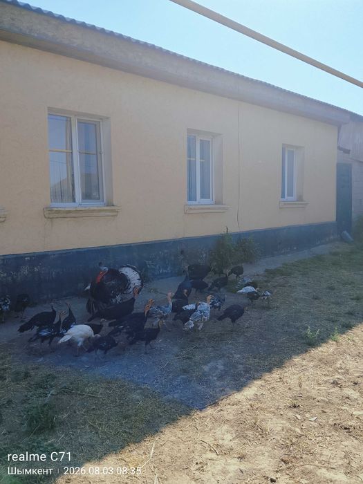 Продаю индюков срочно