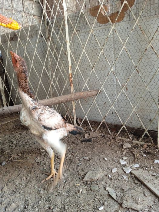 Dakanla sotiladi koreyskiy