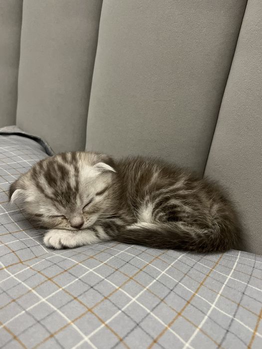 Котенок шотландский вислоухие