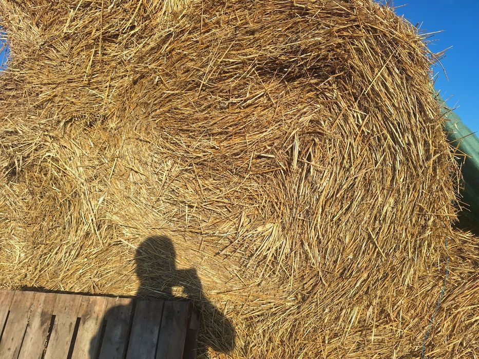 Coceni si paie   de vanzare