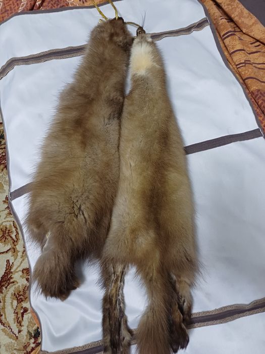 Продам шкуры куницы.