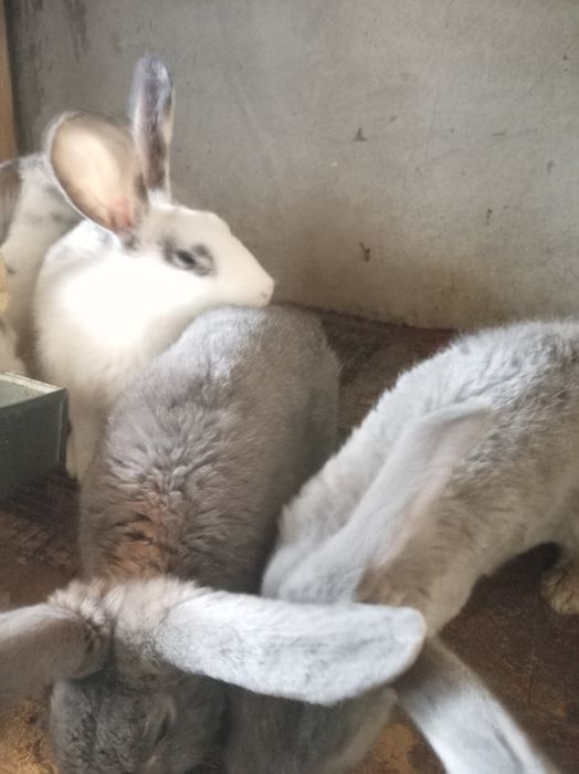 Quyonlar bor tanlab olishga