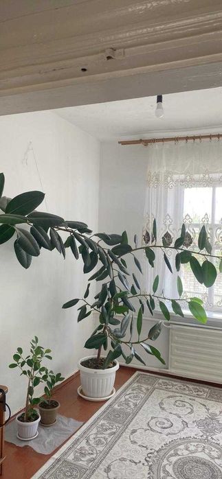 Фикус цветы домашние