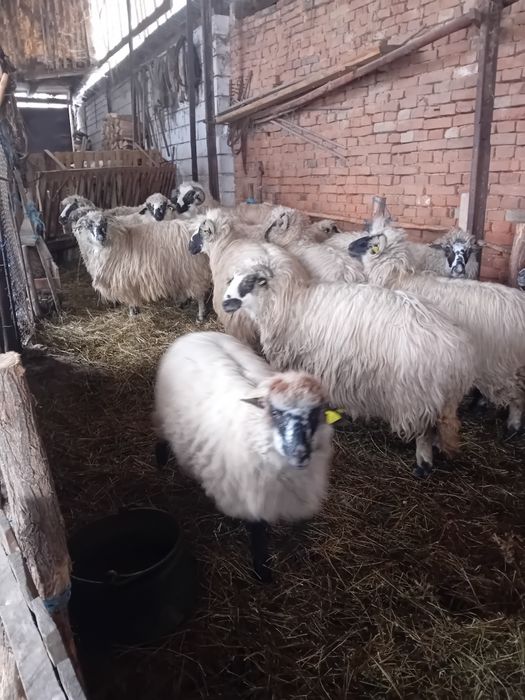 Vând 13 oii  prețul 10