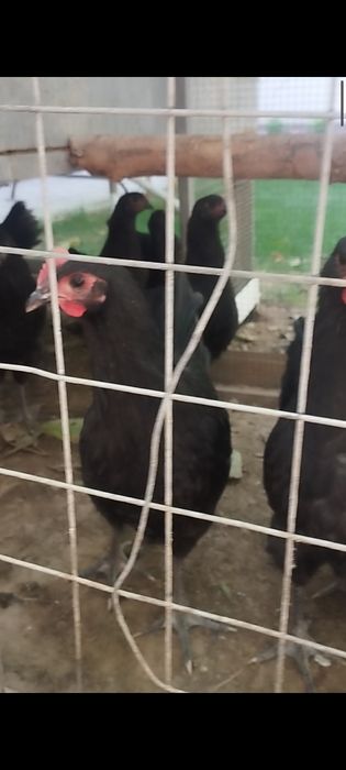 Австролоп румин 4ойлик жу́жалари