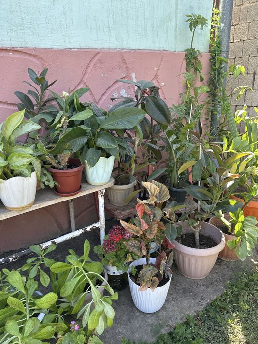 Комнатные растения