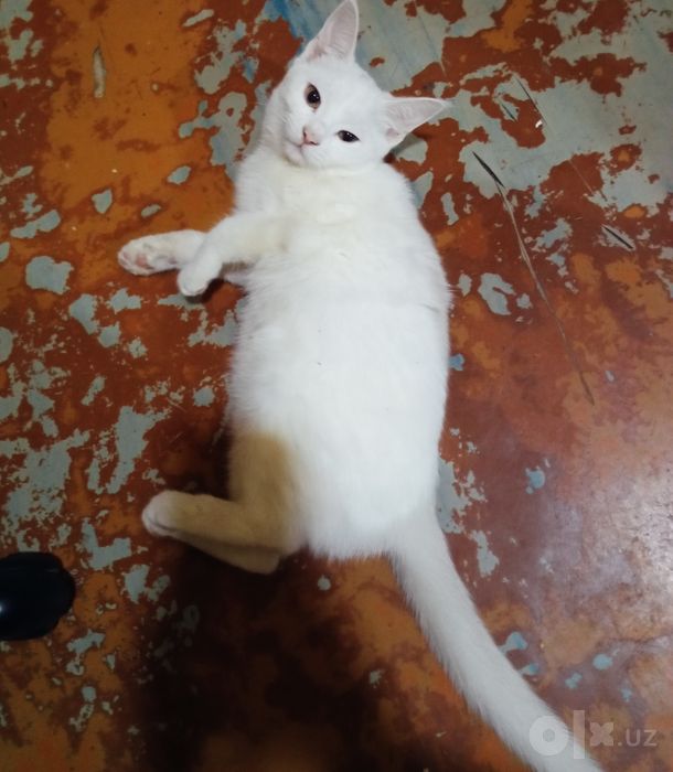 Котята наполовину вислоушки