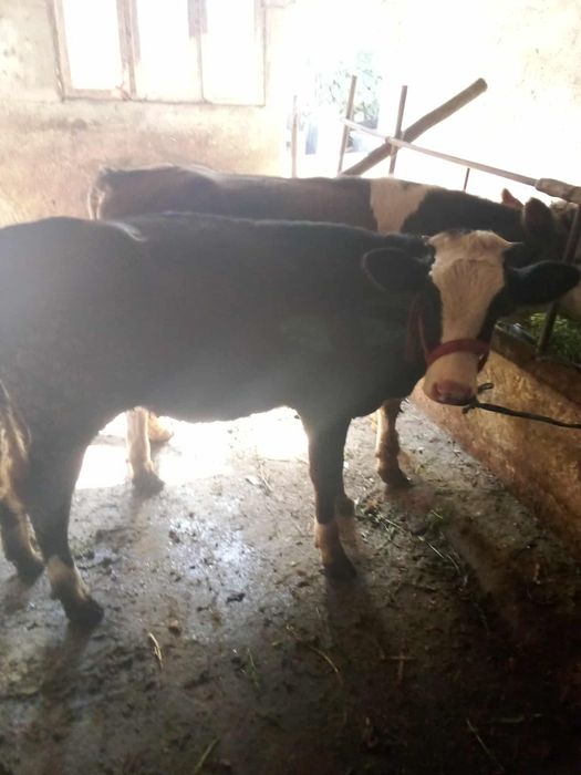 Vând vițele  de 300 kg bucata preț 5500 bucata preț negociabil