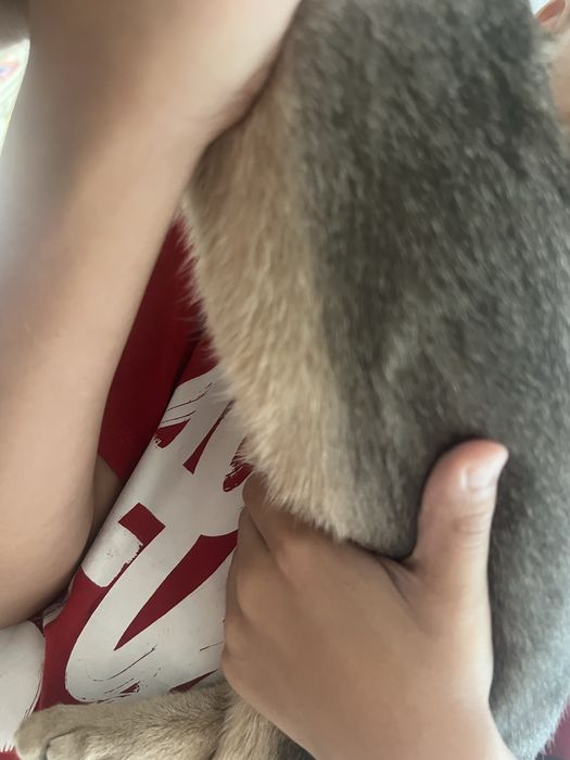 Аббисинская кошка