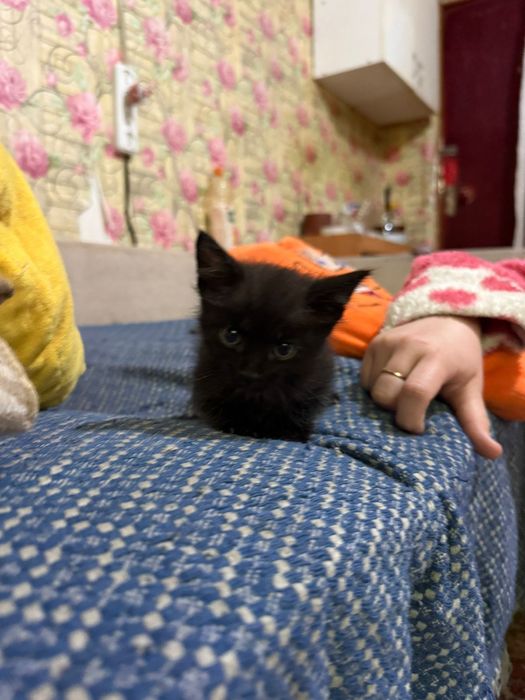 котята отдаю даром