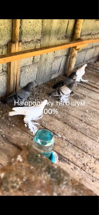На продажу голубей паласа