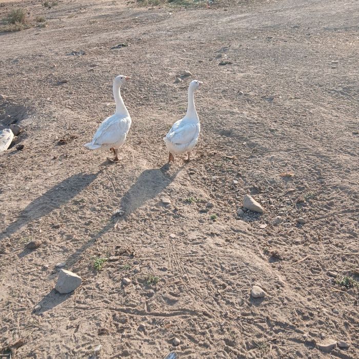 Продаются гуси гоз сотилади