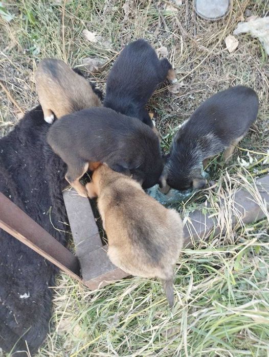 Щенкам нужен дом!