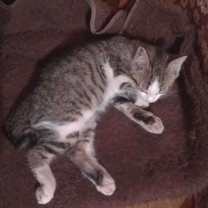 Отдам котёнка срочно