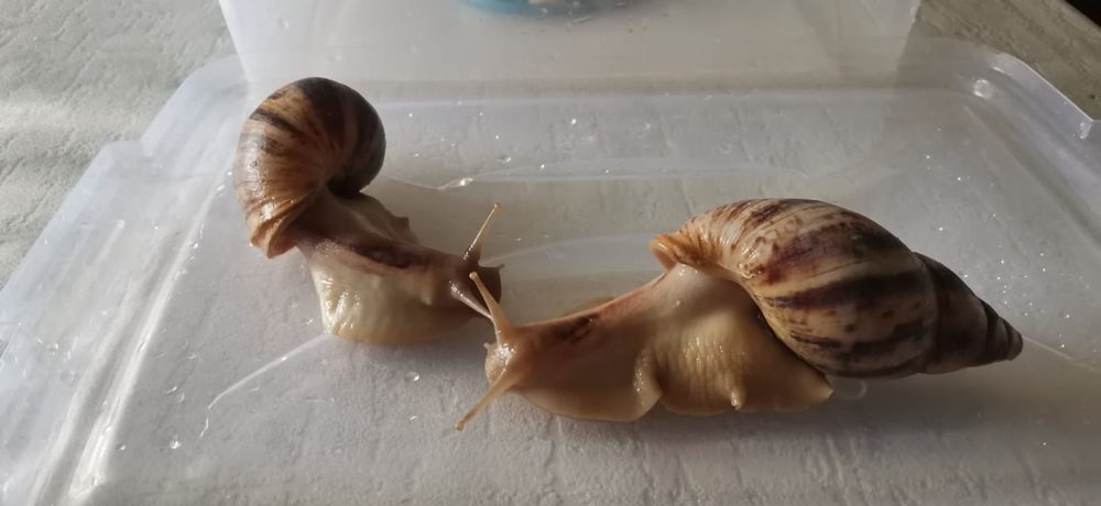 Африканские ахотинцы