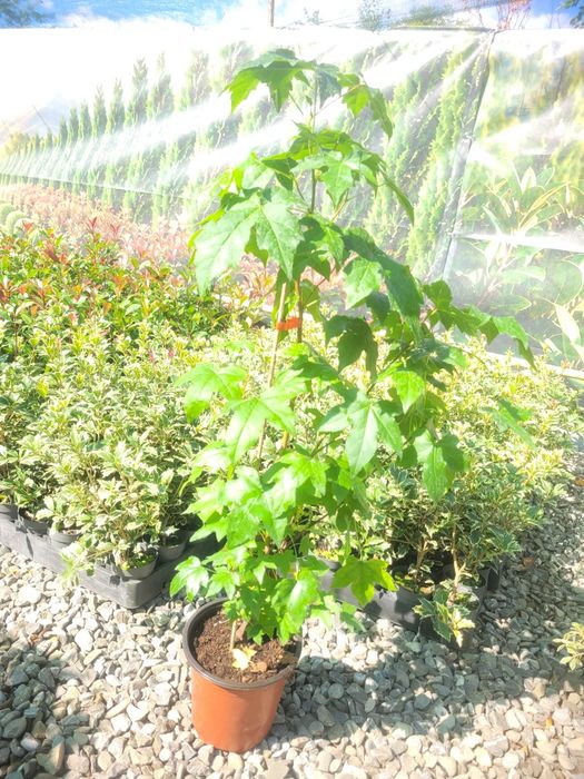 Arborele de guma, luquidambar styraciflua