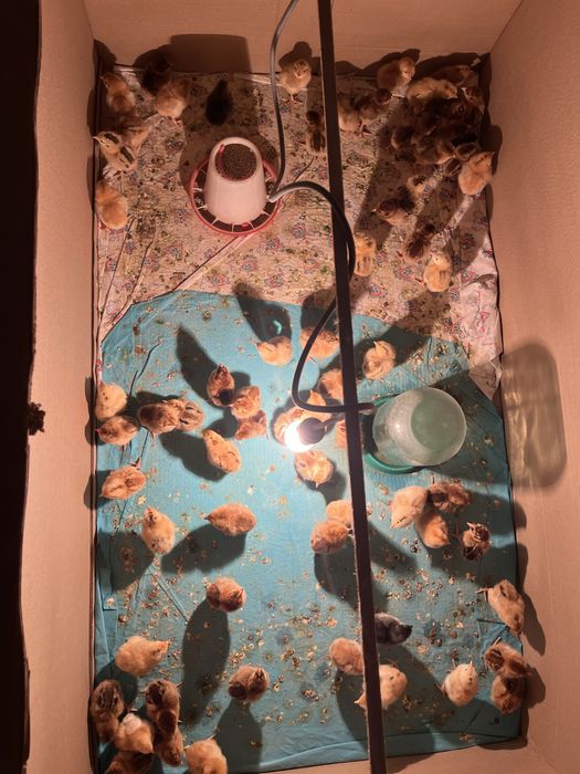 Кучинский балапан сатылады